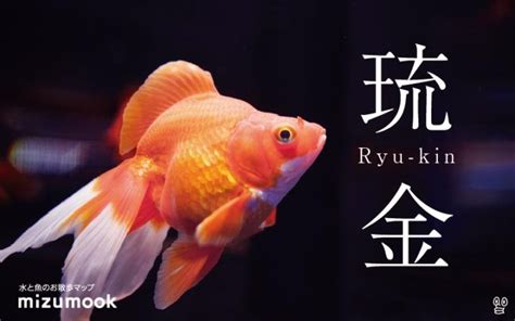 金魚入門品種|金魚の品種をご紹介／全15品種